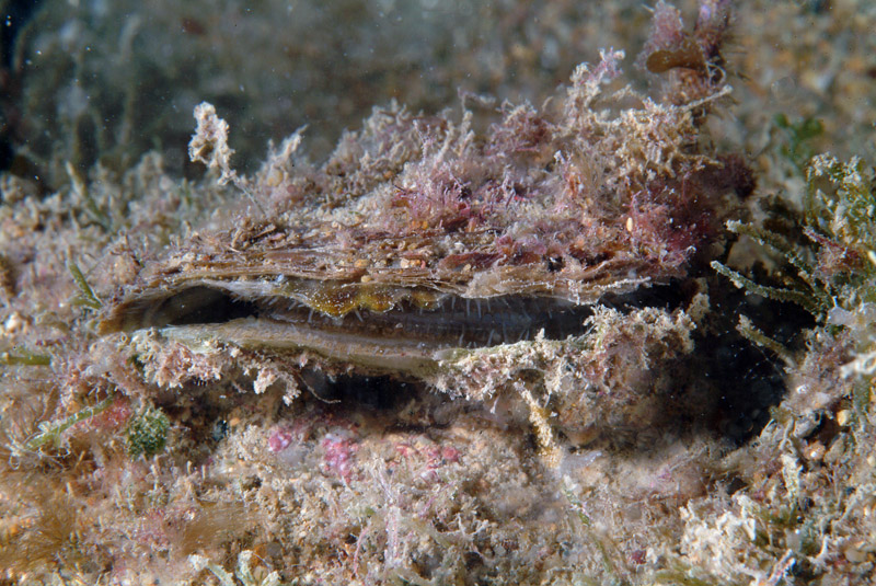 Ostrea edulis